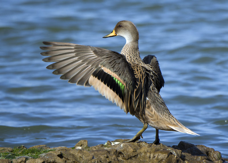 Femmina di Germano reale (Anas plathyrhynchos)